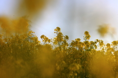 菜の花～覗く菜の花