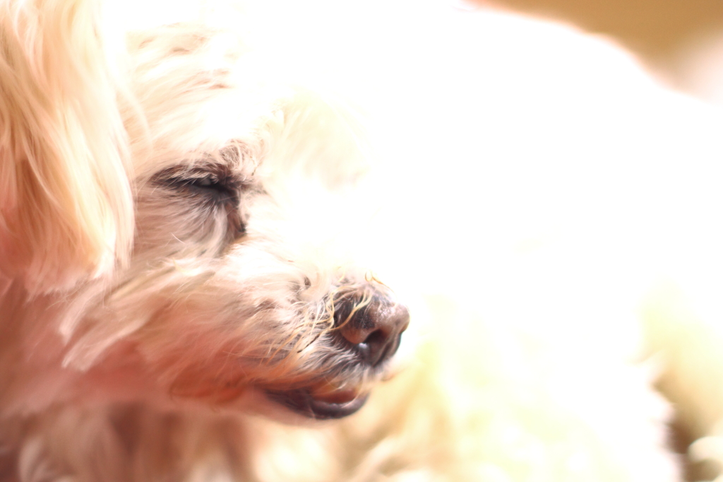 我が家のペット３