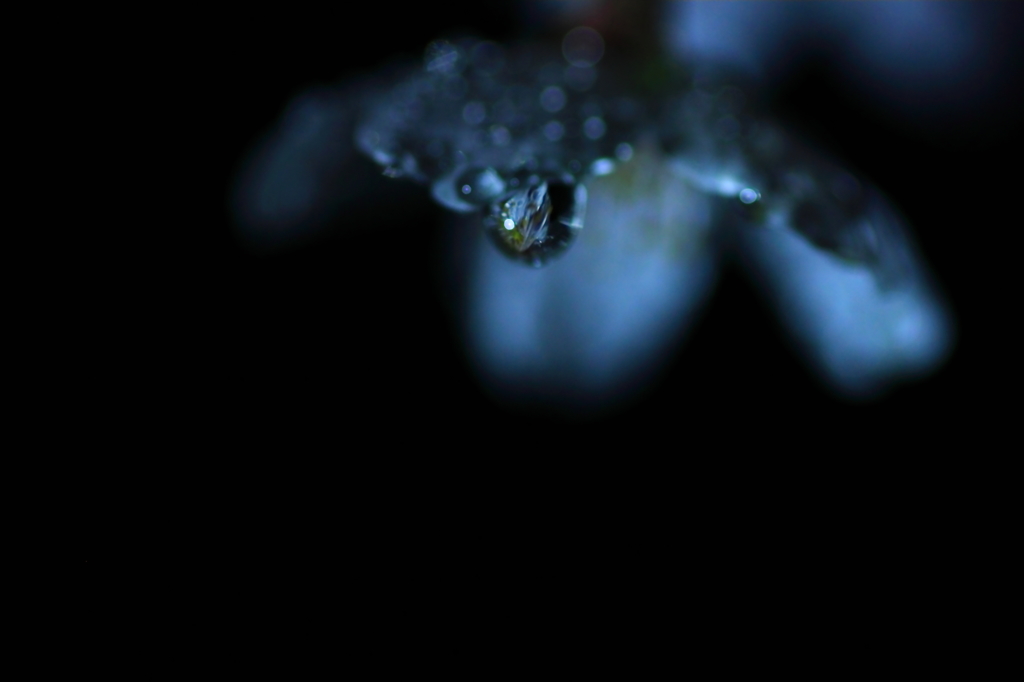 潤い桜