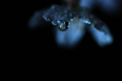 潤い桜