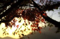 夕晩