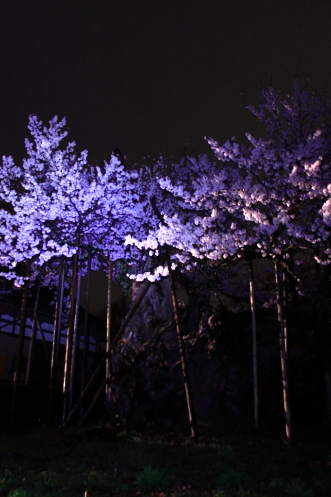 神代桜