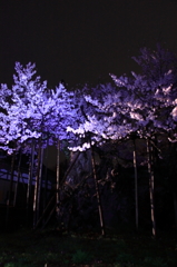 神代桜
