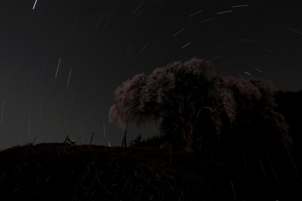 一夜桜