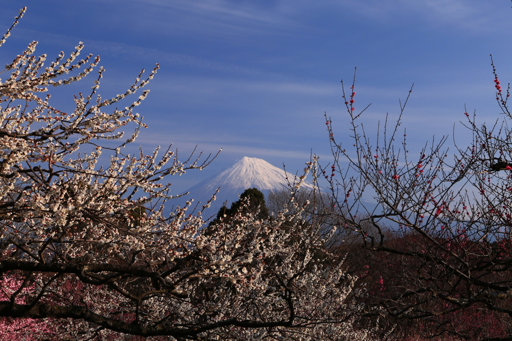 富士梅晴天
