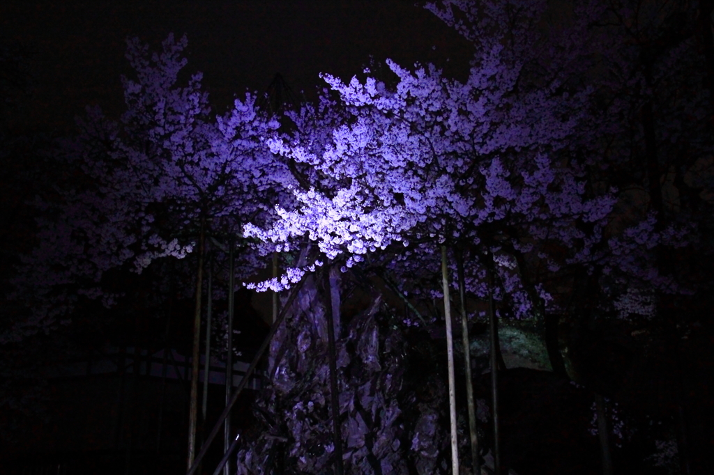 神代桜２