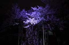 神代桜２