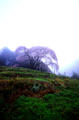 朝霧桜２