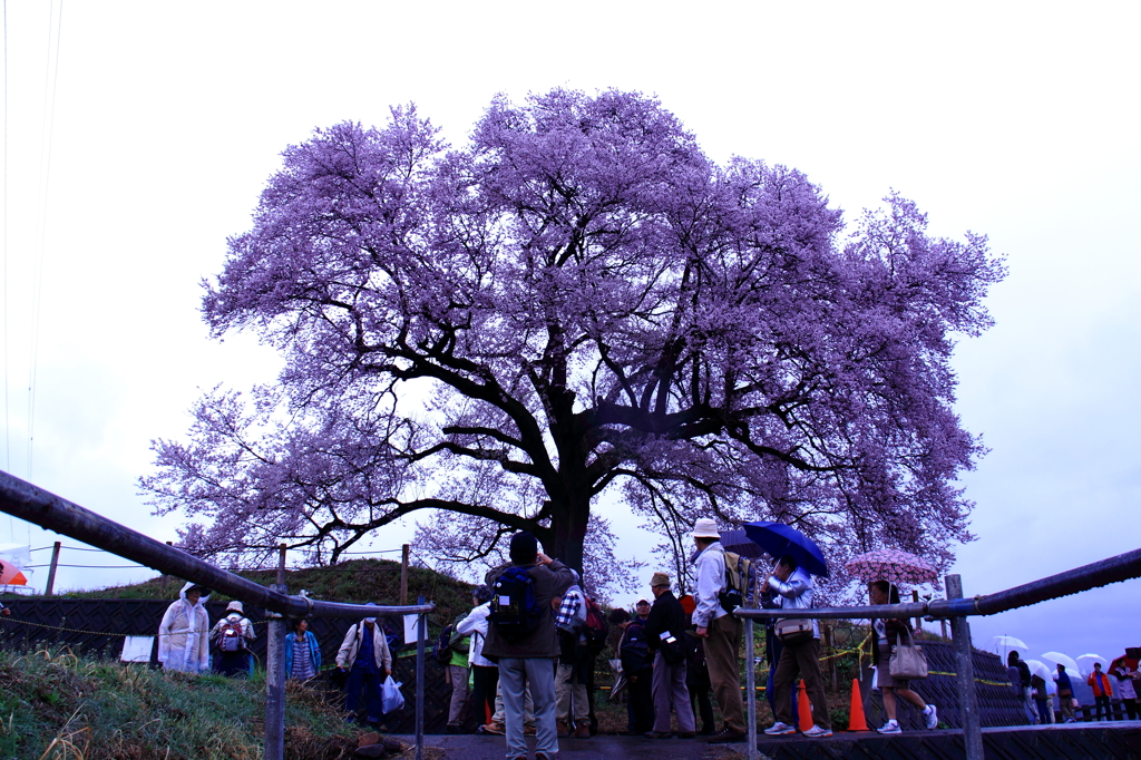 桜の魅力
