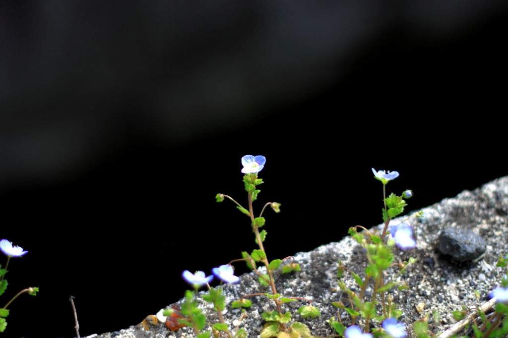 川を覗くと、そこにわ小さな花が。
