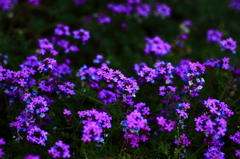 紫の花園