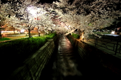 夜桜４