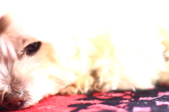 我が家のペット２