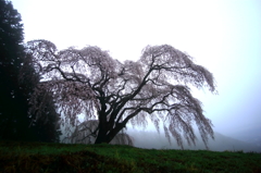 朝霧桜４