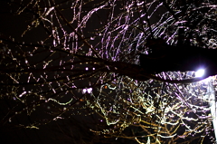 雨に濡れる桜の木。