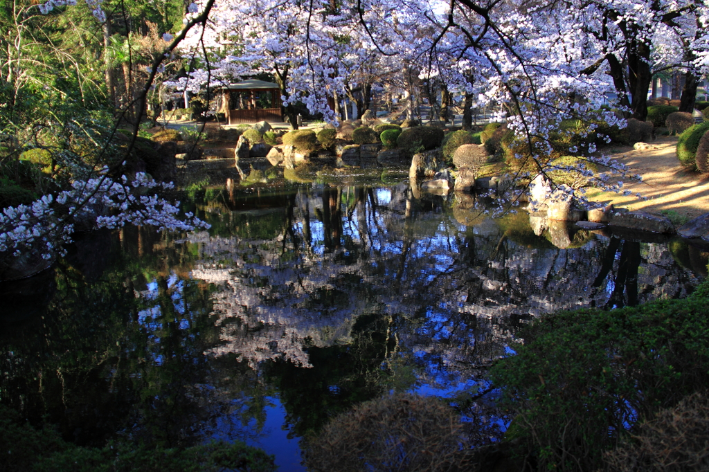 桜水連