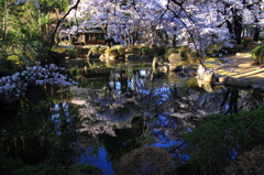 桜水連