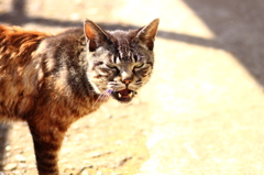 我が家の猫１