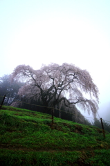 朝霧桜３