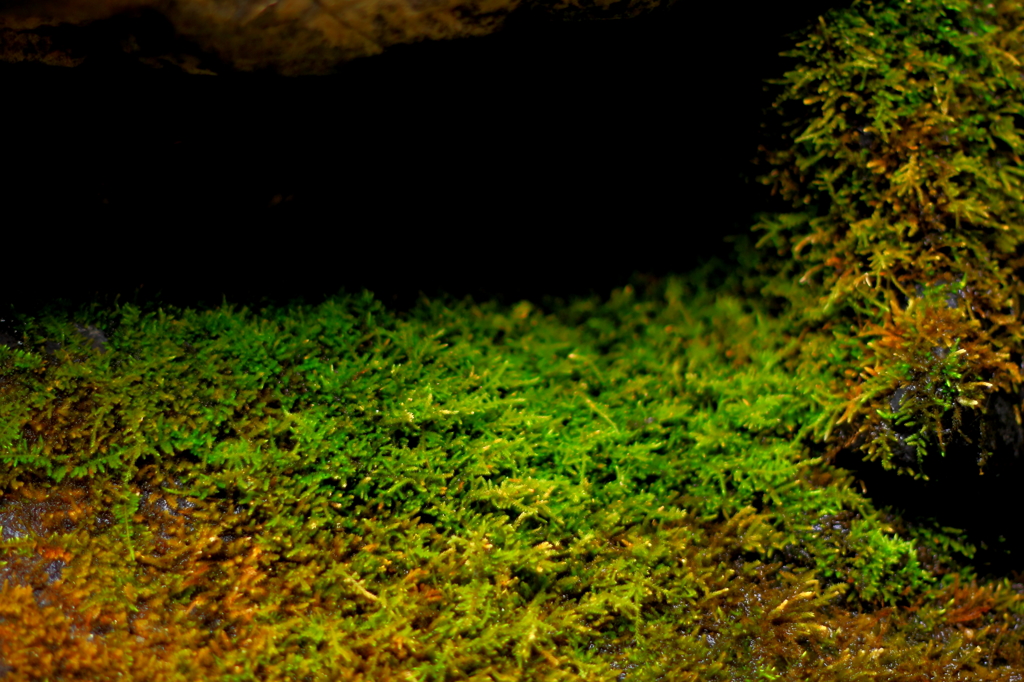 苔の世界