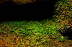 苔の世界