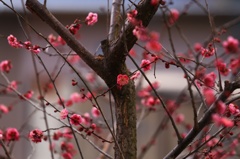 冬咲いて2