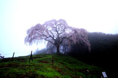 朝霧桜１