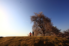 桜４