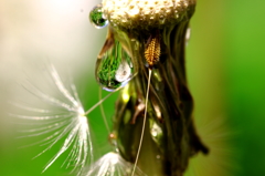 水玉の世界