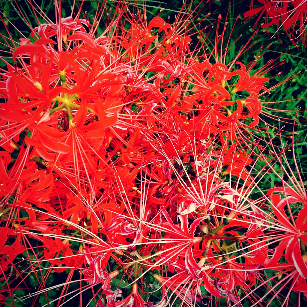 情熱のあれです