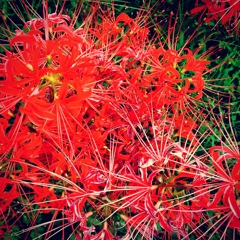 情熱のあれです