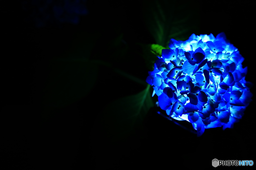 ライトアップ紫陽花