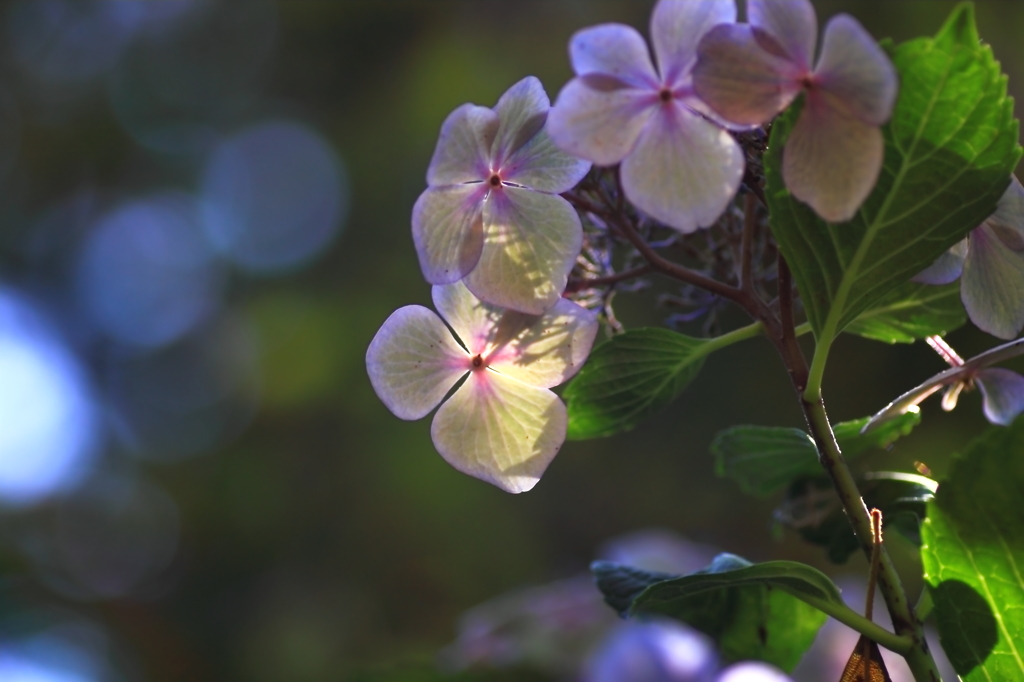 紫陽花
