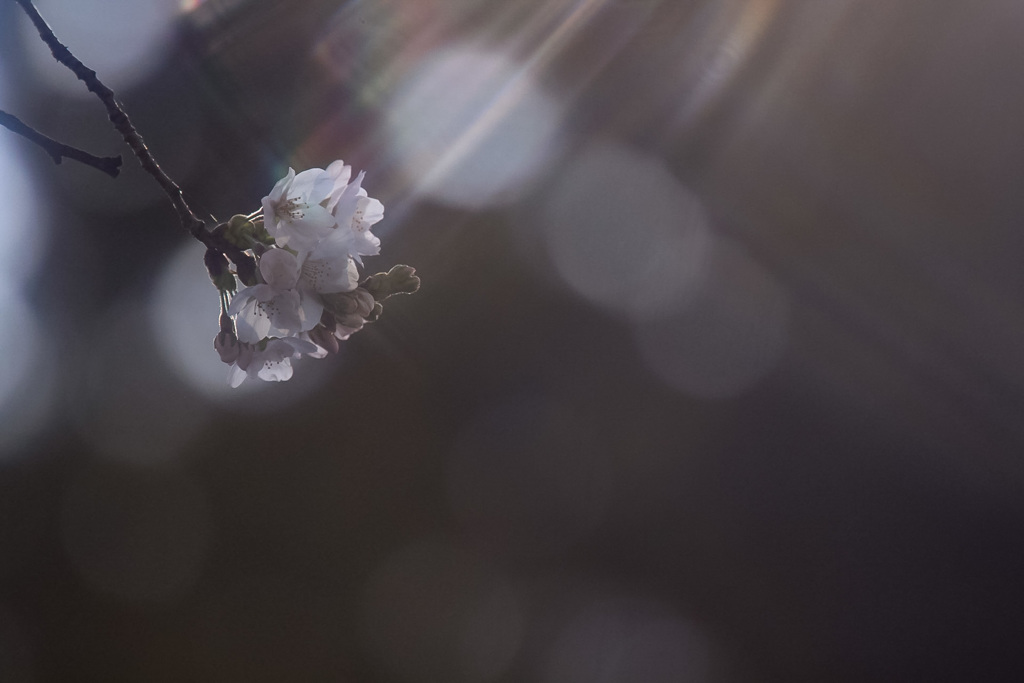 浴び桜。