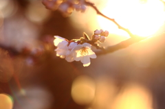 夕陽に染まる桜１