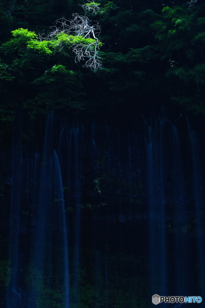 白糸樹