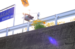 信号機