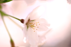 sakura1