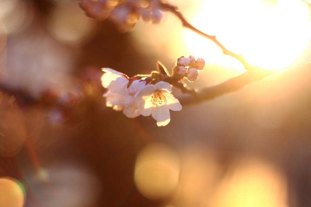 桜暖まる