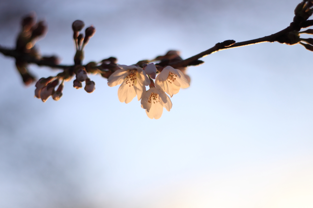 夕陽に染まる桜２