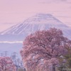 桜開花バージョン