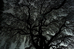 夜桜