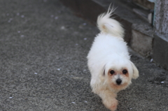 我が家の犬