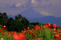 富士花