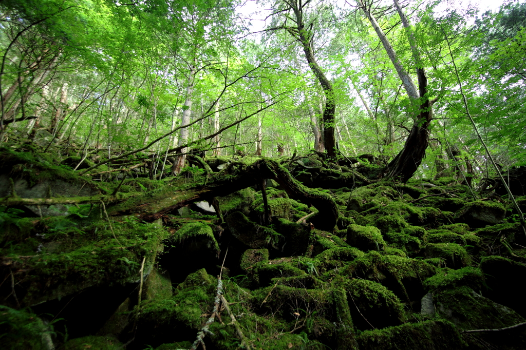 森の住民達４