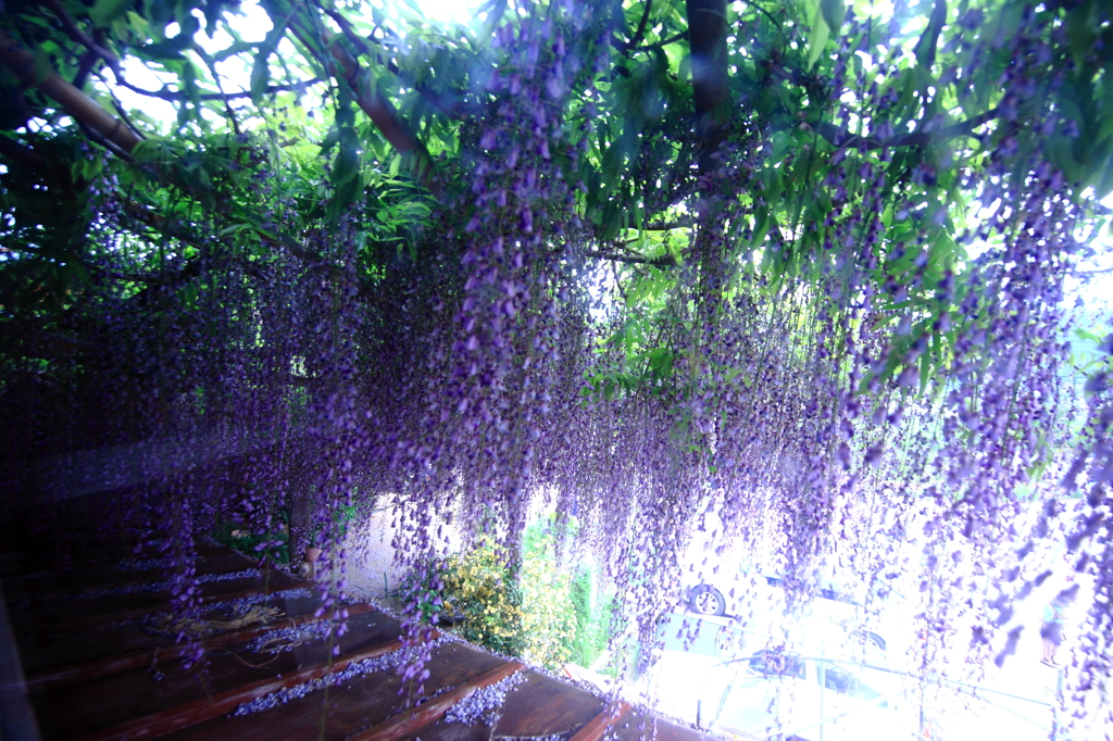 三尺藤再び