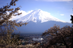 富士桜