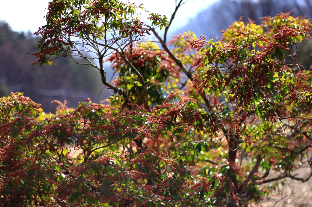 前に撮影した物です。