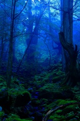 霧隠の森