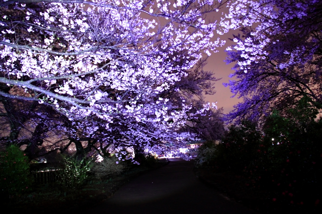 桜道